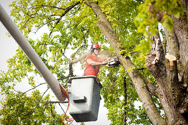 How Our Tree Care Process Works  in  Six Mile, SC